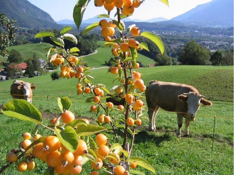 Landhaus Fellnerbauer Bad Reichenhall Exterior foto